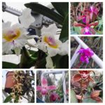 20250124_120832-COLLAGE.jpg