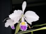 IMG_0345.jpeg