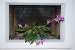 laelia-2025-DSC_0661.JPG