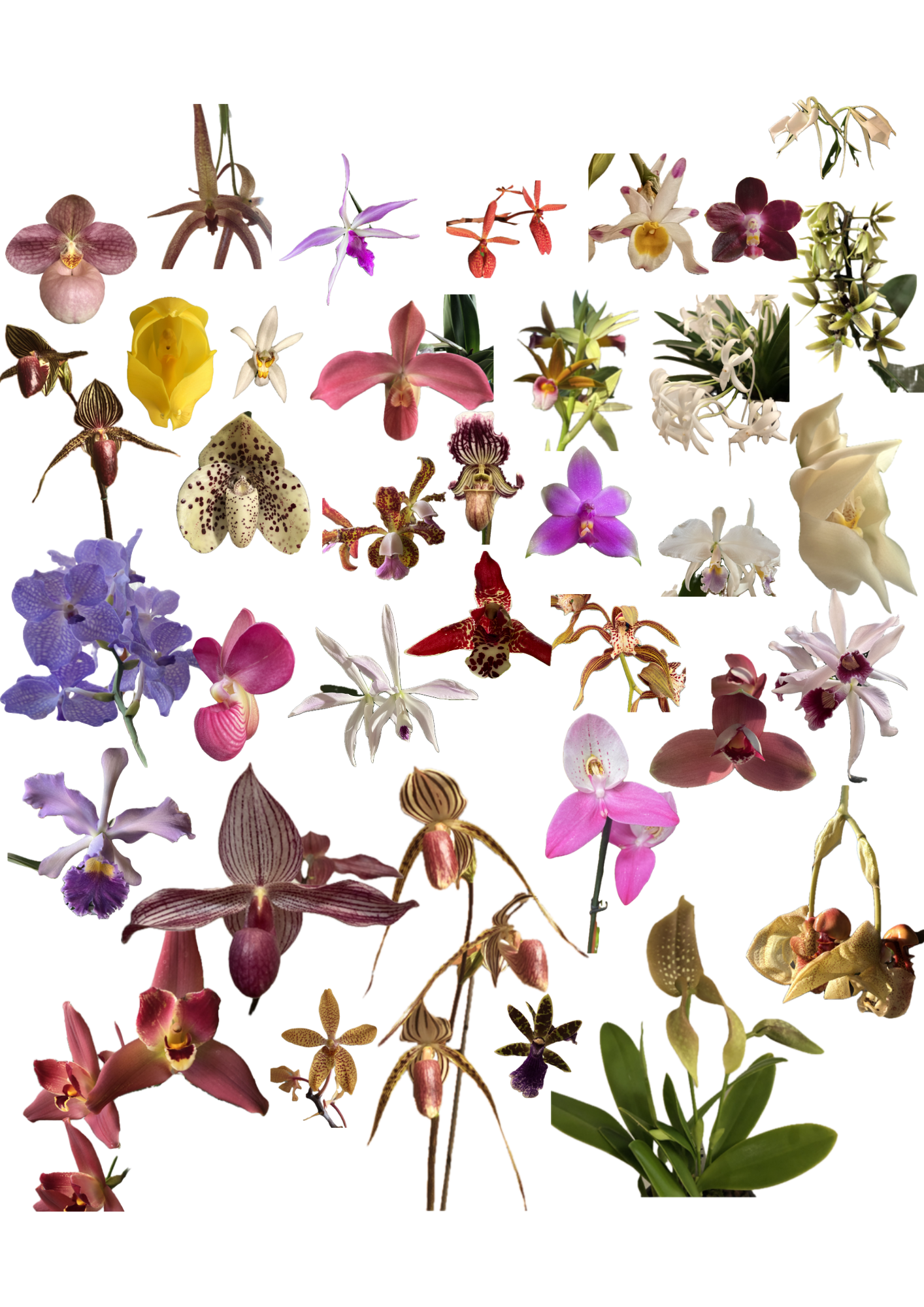 Exposition d’orchidées