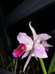 IMG_2889-1.jpeg